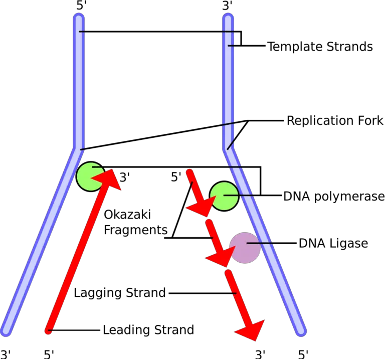 2-the-new-dna-strand-that-grows-continuously-in-the-5-to-3-direction-is