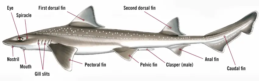 Identification of a male shark