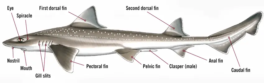 How Do Sharks Mate? All You Need To Know - (ONLY ZOOLOGY)