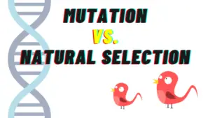 Difference between Mutation and Natural Selection