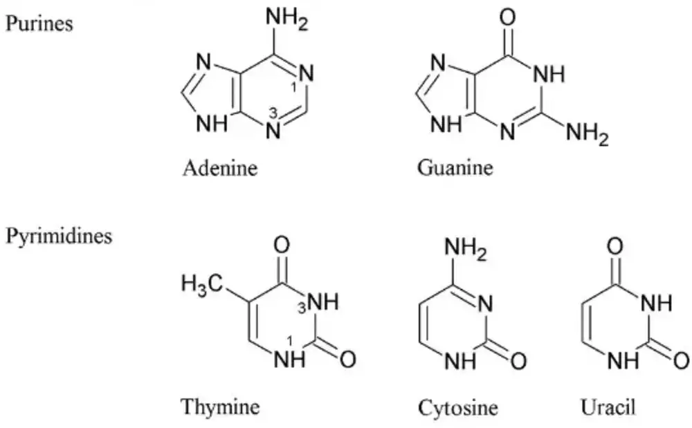 Why Uracil is present in RNA and Thymine in DNA? Let's Know!