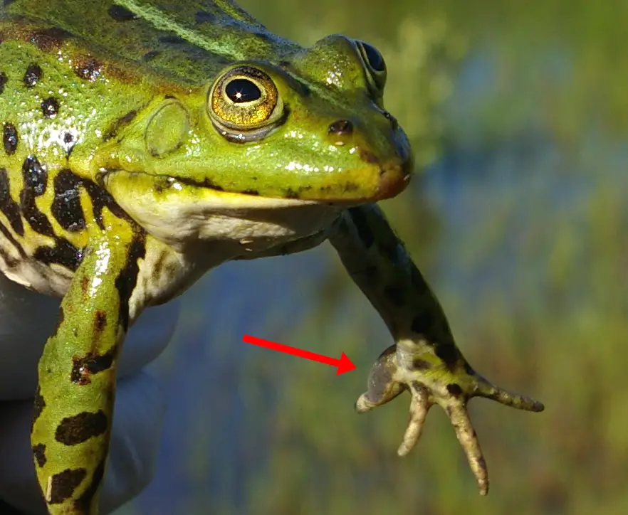 Nuptial Pad in Edible Frog