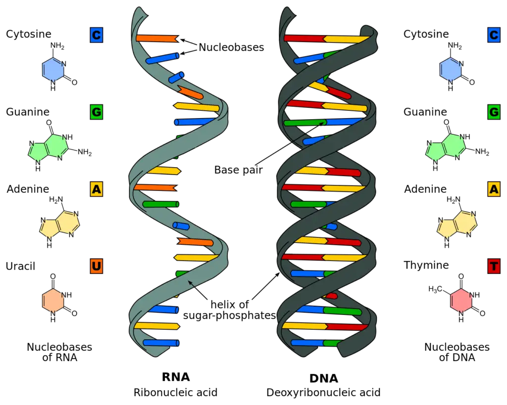 Biological Importance of DNA and RNA - (ONLY ZOOLOGY)