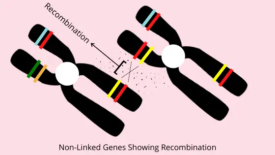 Recombination