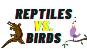 Difference Between Reptiles And Birds: (Reptiles Vs. Birds)