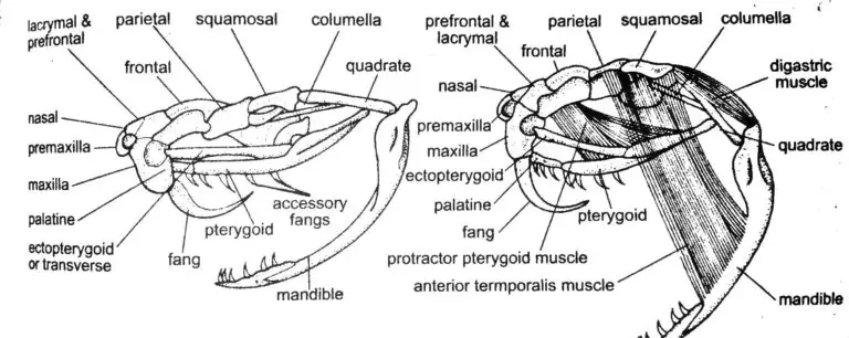 How Do Snakes Bite? (Biting Mechanism Of Snakes)