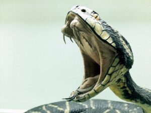 How Do Snakes Bite? (Biting Mechanism Of Snakes)