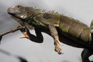 How Do Reptiles Move? (Locomotion & Movement in Reptiles)
