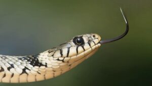 How Do Snakes Bite? (Biting Mechanism of Snakes)