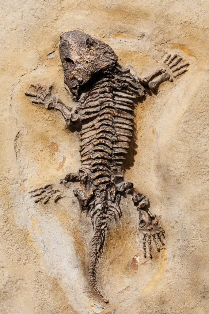 Lizard fossil