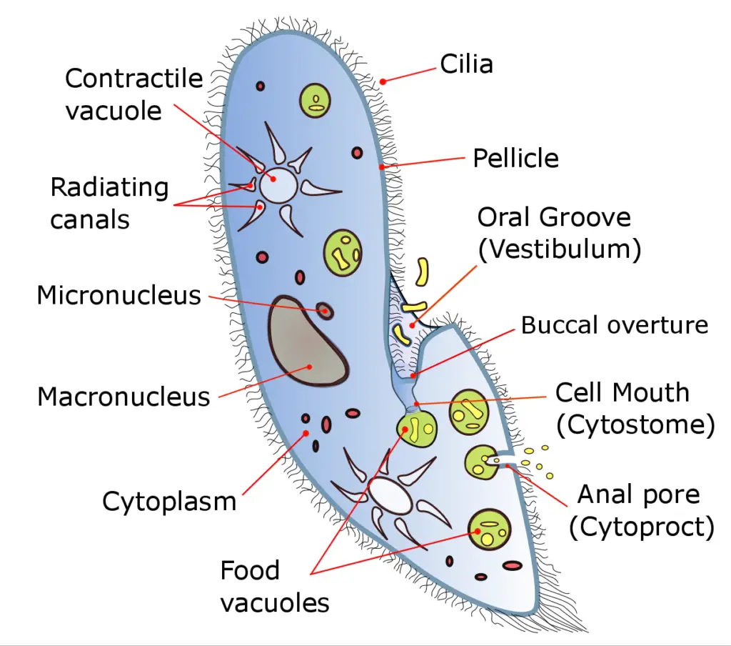 A labeled diagram of Paramecium