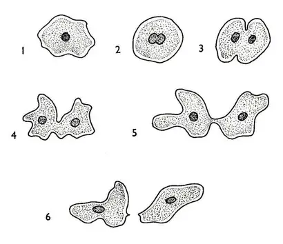 Binary Fission in Amoeba