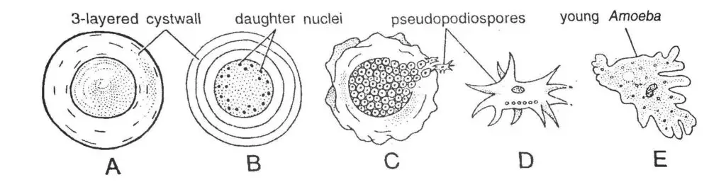 Encystment and Multiple Fission in Amoeba