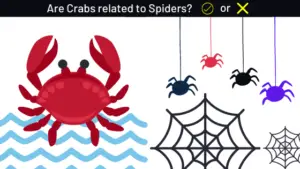 Are Crabs related to Spiders? Did crabs evolve from spiders?