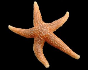 How do Starfish eat? – (Nutrition and Feeding in Starfish)