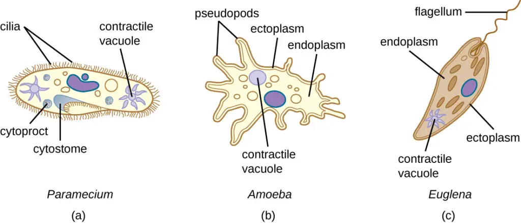Contractile Vacuole in Paramecium, Amoeba, and Euglena