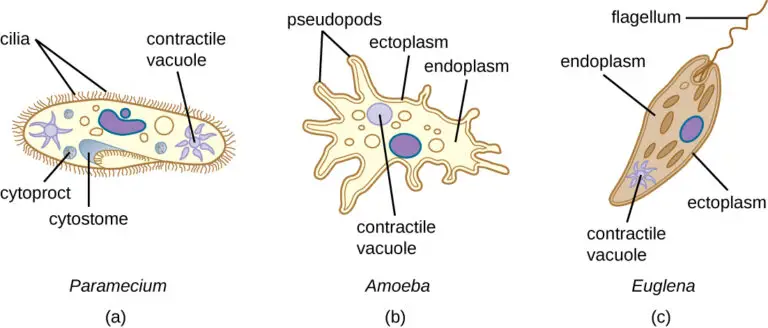 Function of Contractile Vacuole in Protozoa & More Info About It