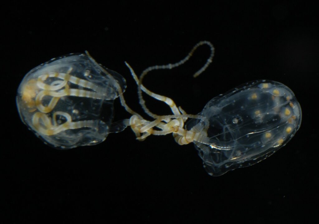 A pair of jellyfish, Copula sivickisi, mating. In this cuboza species, the male (right) drags a female (left) through the water before pulling her in close and using his tentacles to pass a sperm packet to her tentacles. She then eats that sperm.