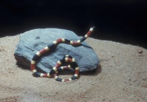 How Venomous is a Coral Snake? Things You Need To Know!