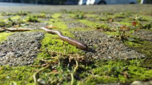 How long do Earthworms live? Do they survive after being cut in half?