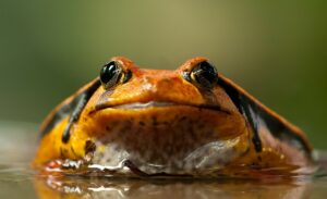How does a frog breathe? How they breathe underwater? And more to know!
