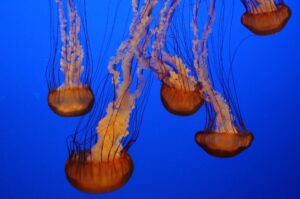How are Jellyfish affected by pollution? Let’s know about this.