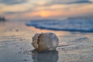 How do Jellyfish die? What happens when a Jellyfish dies?
