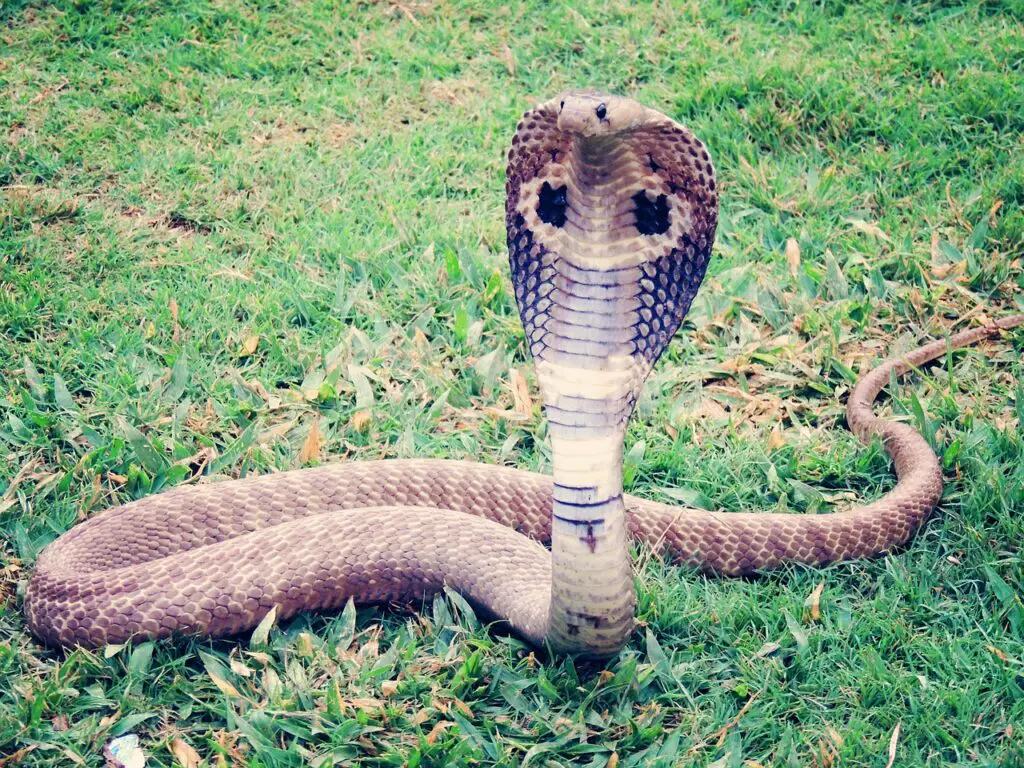 The venomous Indian cobra (Naja naja), also known as the spectacled cobra, Asian cobra, or binocellate cobra.