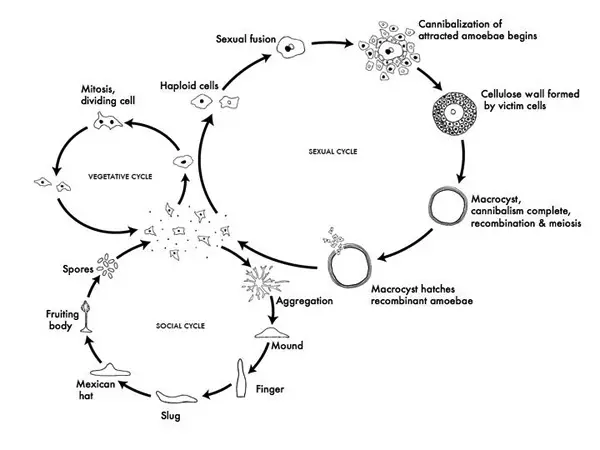 Life Cycle of Dictyostelium