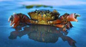 Are Crabs Arachnids or Crustaceans or Insects? What are crabs classified as? Let’s Know In Detail