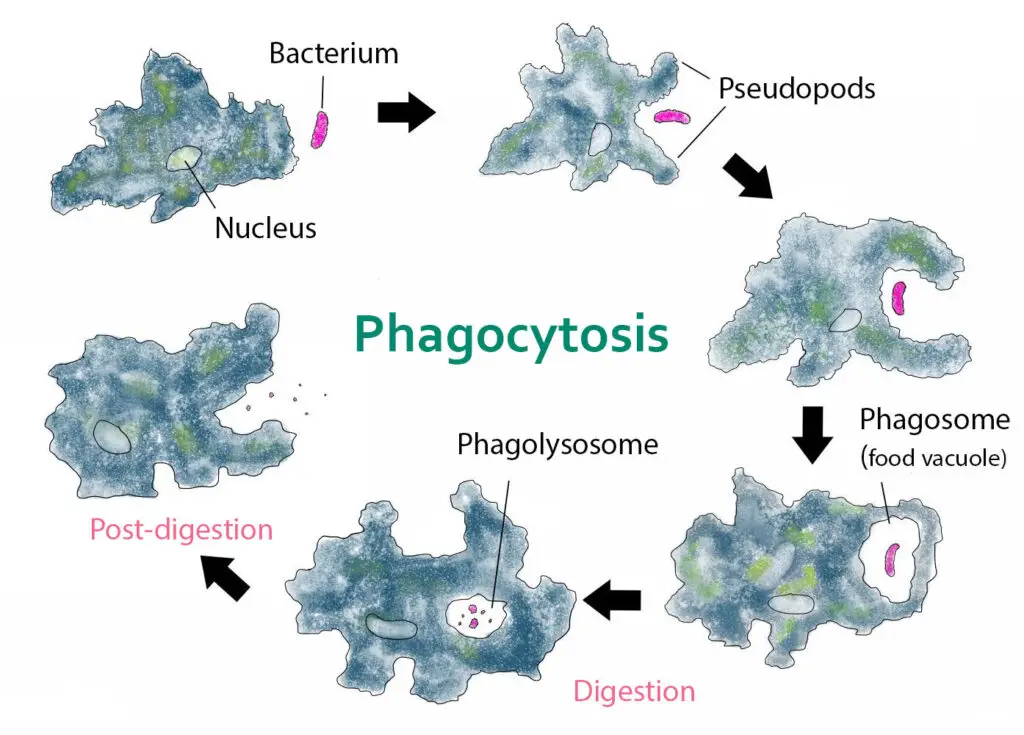 Phagocytosis by Amoeba to obtain food