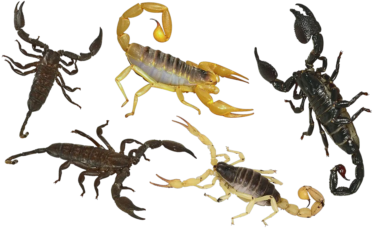 How Venomous Are Scorpions Lets Know About It