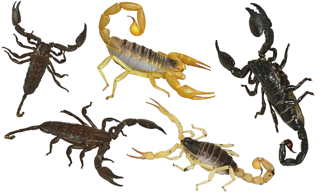 How venomous are Scorpions? Let's know about it
