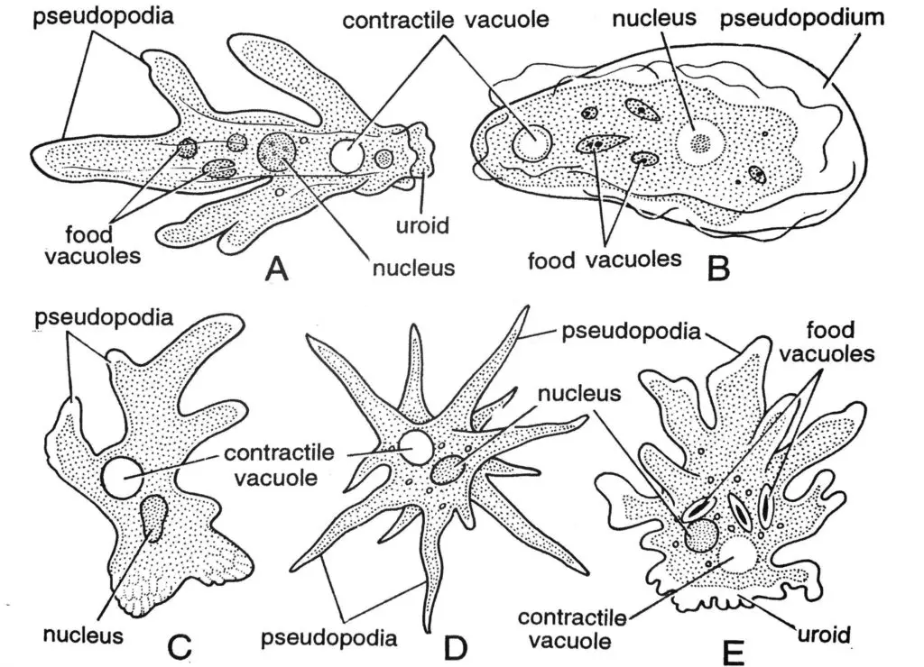 Some common species of Amoeba. (A) Amoeba proteus (B) Amoeba verrucosa (C) Amoeba discoides (D) Amoeba radiosa (E) Amoeba dubia