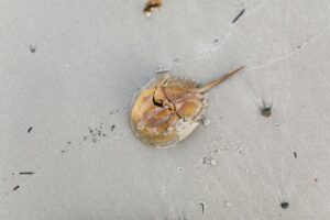 Are Horseshoe Crabs dangerous?  Can they hurt you? Let’s Know!