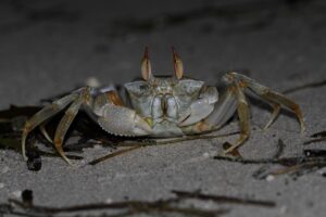 Are Crabs Nocturnal? Here’s What You Need to Know