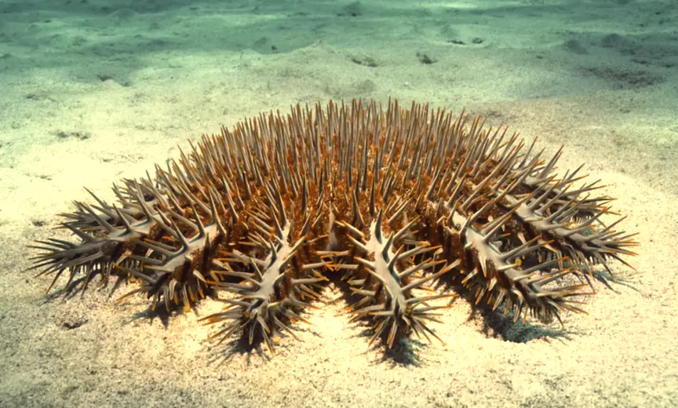 ‘Crown of thorns’ starfish (Acanthaster planci)