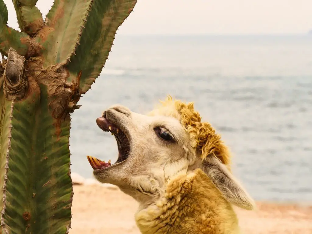 Alpaca eating cactus