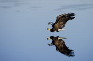 Do Eagles eat birds? How do eagles hunt and eat other birds?