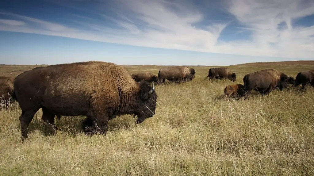 animals-that-live-in-the-grasslands-worldatlas