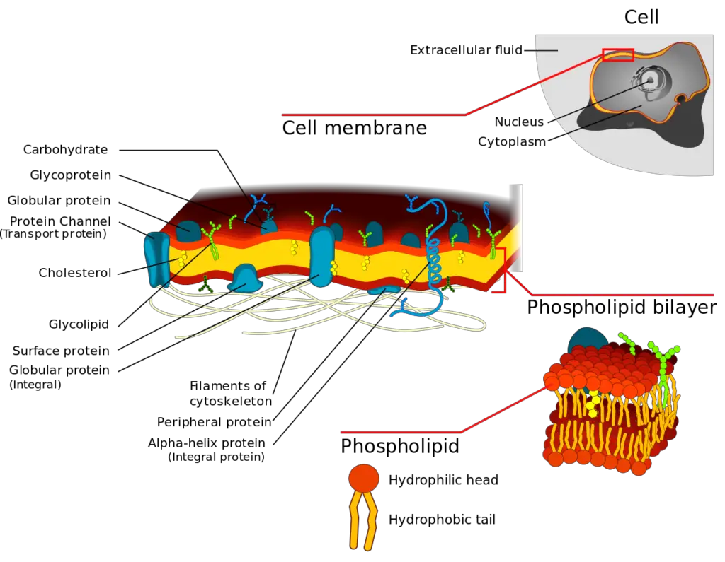 Cell membrane and its structure