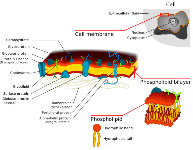 Do all cells have a cell membrane? - (ANSWERED)