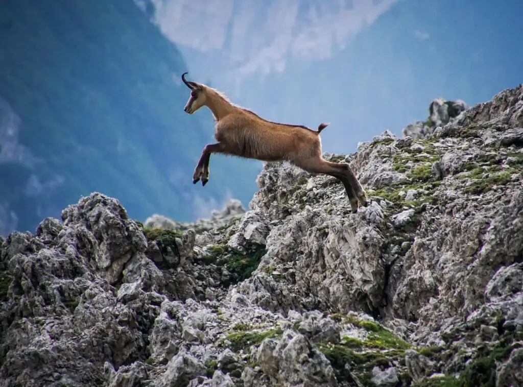 Chamois (an agile goat-antelope) jumping between mountain cliffs