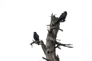 How do crows mate and reproduce? Do crows mate for life?