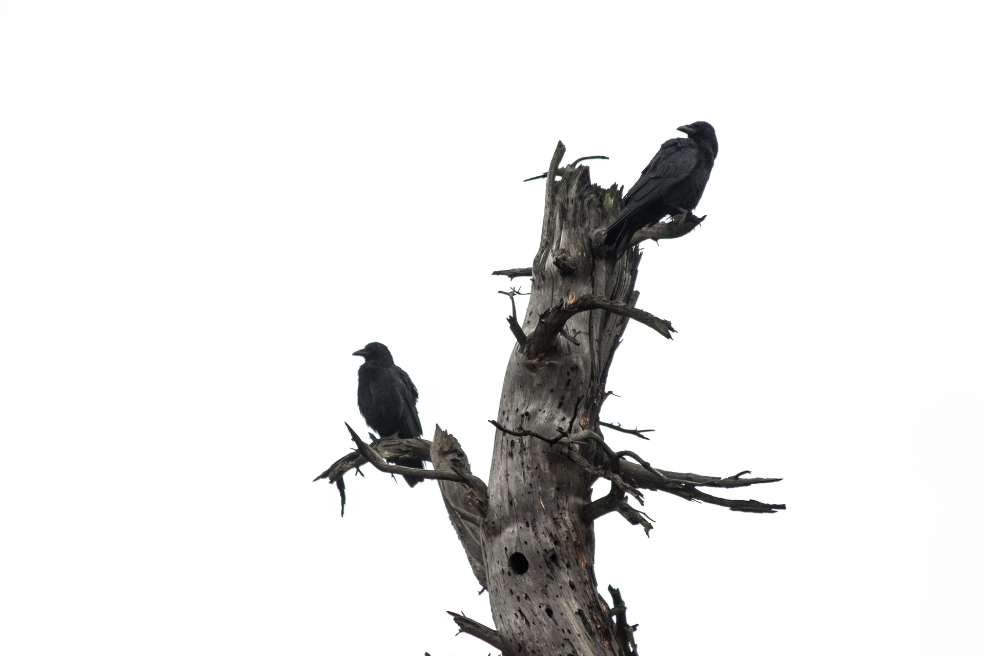 Ворон на дереве. Ворон на ветке. Черный ворон на дереве. Птицы на дереве.