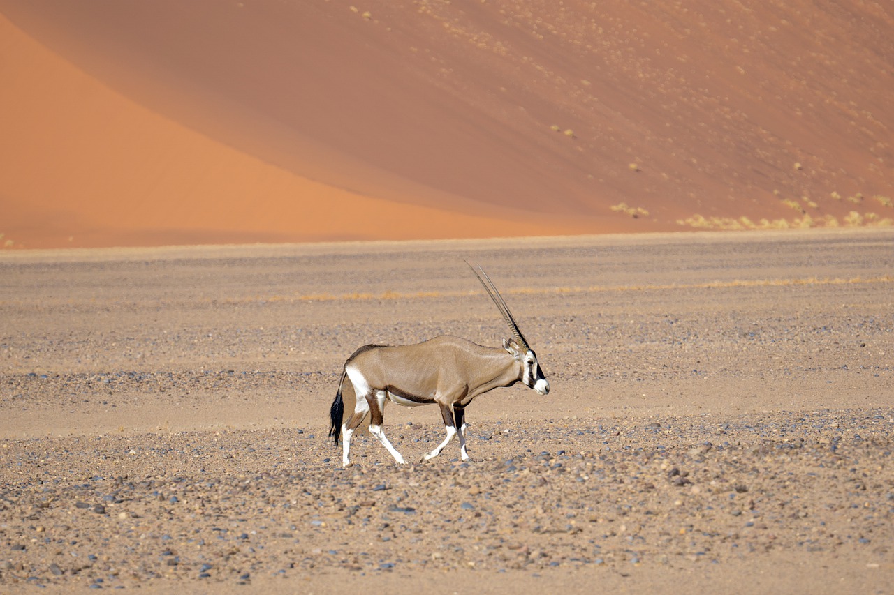 How do animals in the desert get and conserve water?