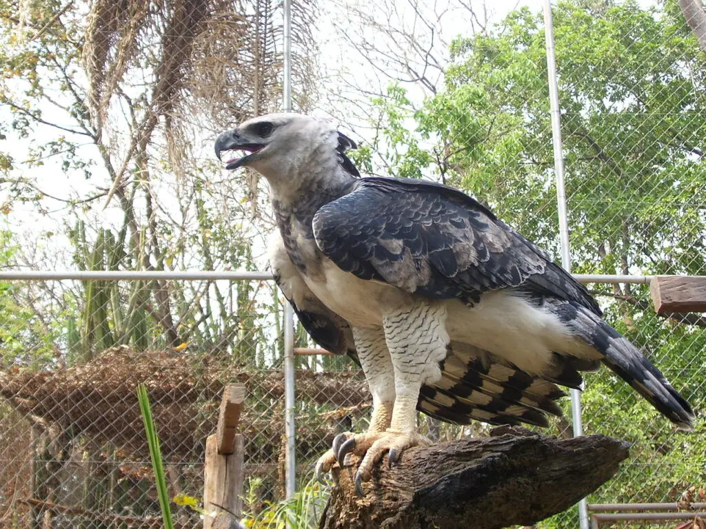 Harpy Eagle (Harpia harpyja)