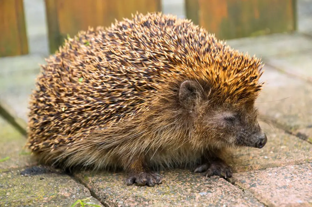 Hedgehog Hibernating: Hedgehogs usually hibernate from October/November through to March/April. However, during mild winters hedgehogs can remain active well into November and December.