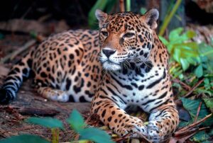 Can Jaguars see in the dark? Can Jaguars see colors?