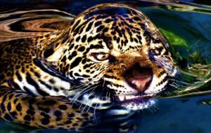 Can Jaguars swim? How fast can Jaguars swim?